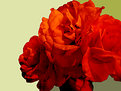 Picture Title - Rose2