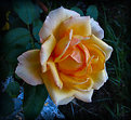 Picture Title - August Morning Yellow Rose