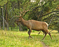 Picture Title - Elk Crossing