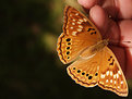 Picture Title - Butterfly on Pinkie