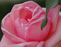 Picture Title - **--