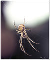 Picture Title - spider 1