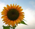 Picture Title - Sunflower