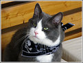 Picture Title - Jaska and his pirate scarf