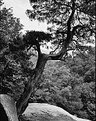 Picture Title - An Old Pine