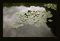 Picture Title - Water lillies No. 2: Before a thunderstorm