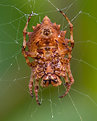 Picture Title - Crab Spider