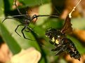 Picture Title - Black Widow vs Carpenter Bee II