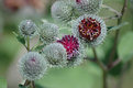 Picture Title - Sertoma Park Flowers