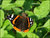 'Red admiral' butterfly