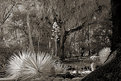 Picture Title - In a Cactus Garden 