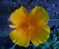 Picture Title - Yellow Flower