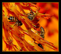 Picture Title - Feeding frenzy