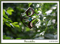 Picture Title - Suncatcher