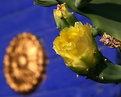 Picture Title - Cactus Blossom