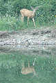 Picture Title - Deer Reflection