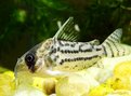 Picture Title - Corydora