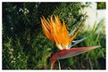 Picture Title - Bird of Paradise