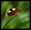 Picture Title - Four spot Leaf beetle