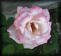 Picture Title - Pink and White Rose