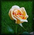 Picture Title - Yellow Rose Bud...