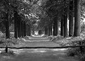 Picture Title - Forest road