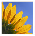 Picture Title - Sunflowers aha goodmorning..