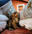 Picture Title - overnight guest who lives in my shoe