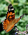 Picture Title - painted lady