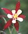 Columbine