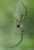 Arachnid Woodland Spider