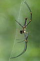 Picture Title - Arachnid Woodland Spider