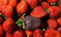 Picture Title - The Little ugly Strawberry ! 