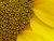 Sunflower (Detail)