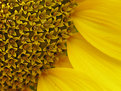 Picture Title - Sunflower (Detail)