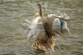 Picture Title - "Dancing Duck"