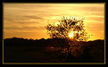 Picture Title - Sun Tree