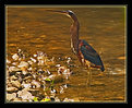Picture Title - The Elusive Agami Heron