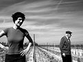 Picture Title - The Vineyard