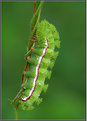 Picture Title - IO Moth Caterpillar
