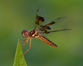 Picture Title - Amberwing
