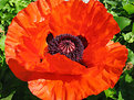 Picture Title - Poppy II