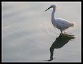 Picture Title - Egret silhouette II