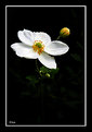 Picture Title - White anemone