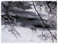 Picture Title - deer #4