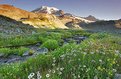 Picture Title - Alpine Meadows