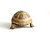 Tortoise