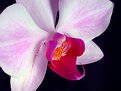 Picture Title - Orchid