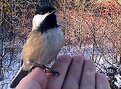 Picture Title - Bird in the Hand