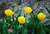 Yellow Tulips